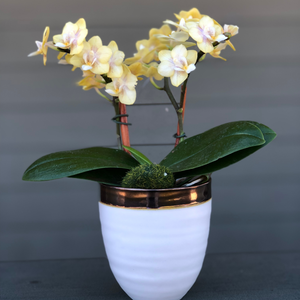 Mini Orchid