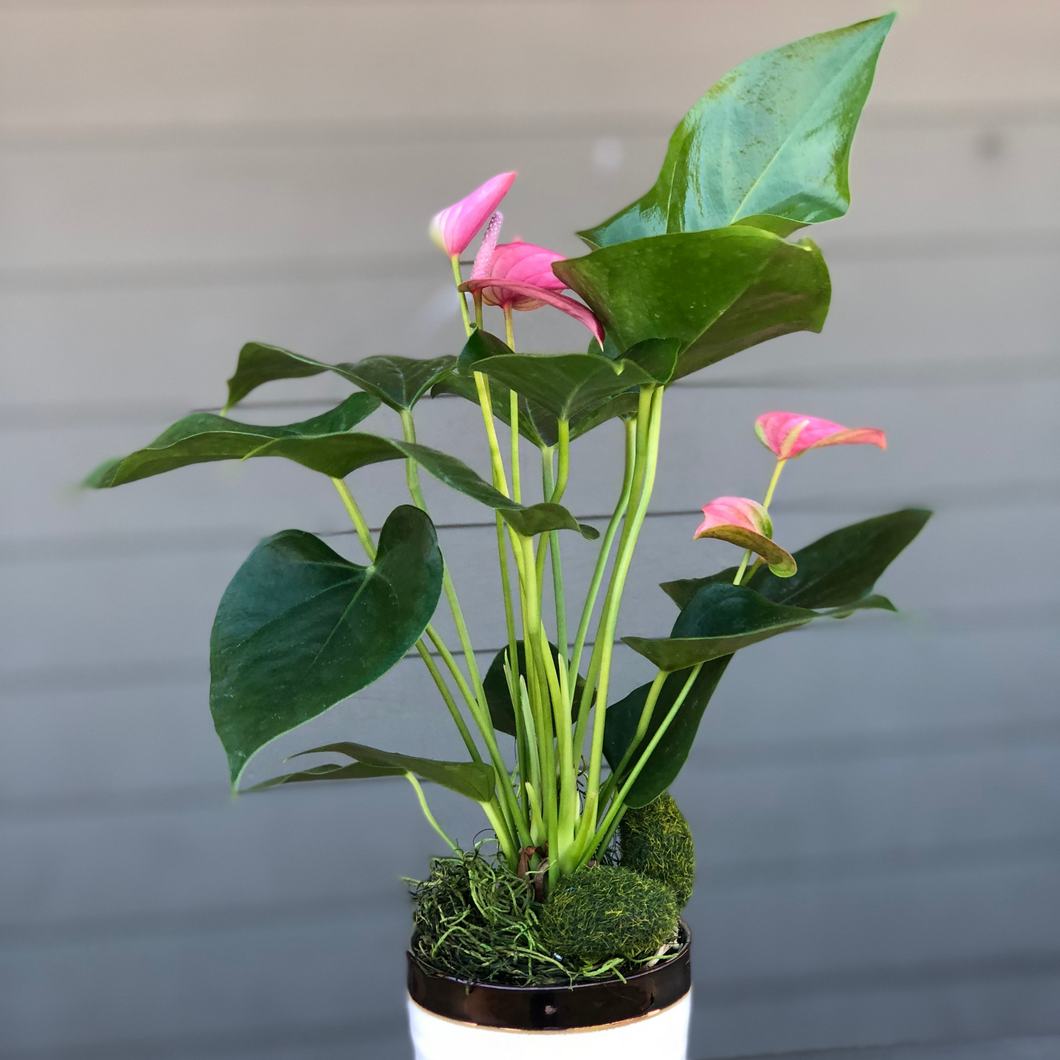 Blooming Anthurium