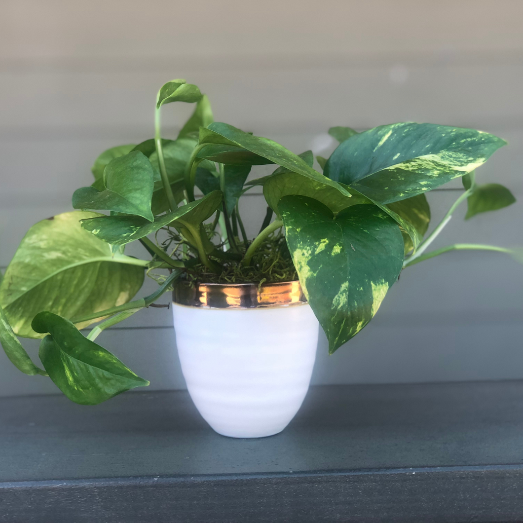 Mini Pothos